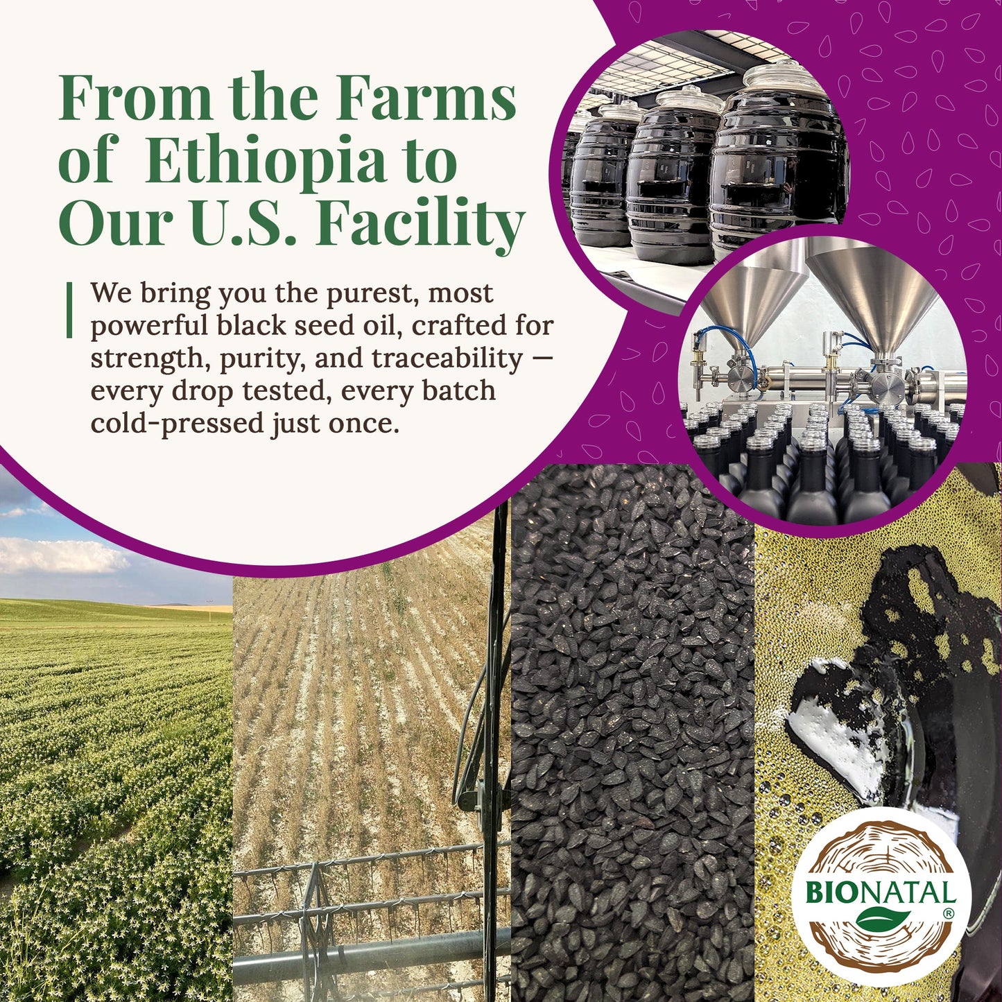 Ethiopian Black Seed Oil 5oz | Glass