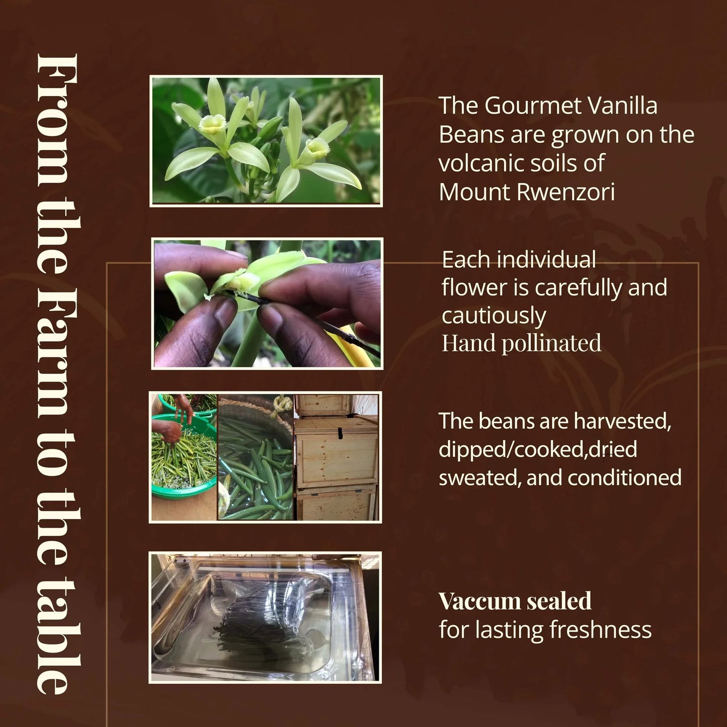 Gourmet Vanilla Bean Pods Grade A