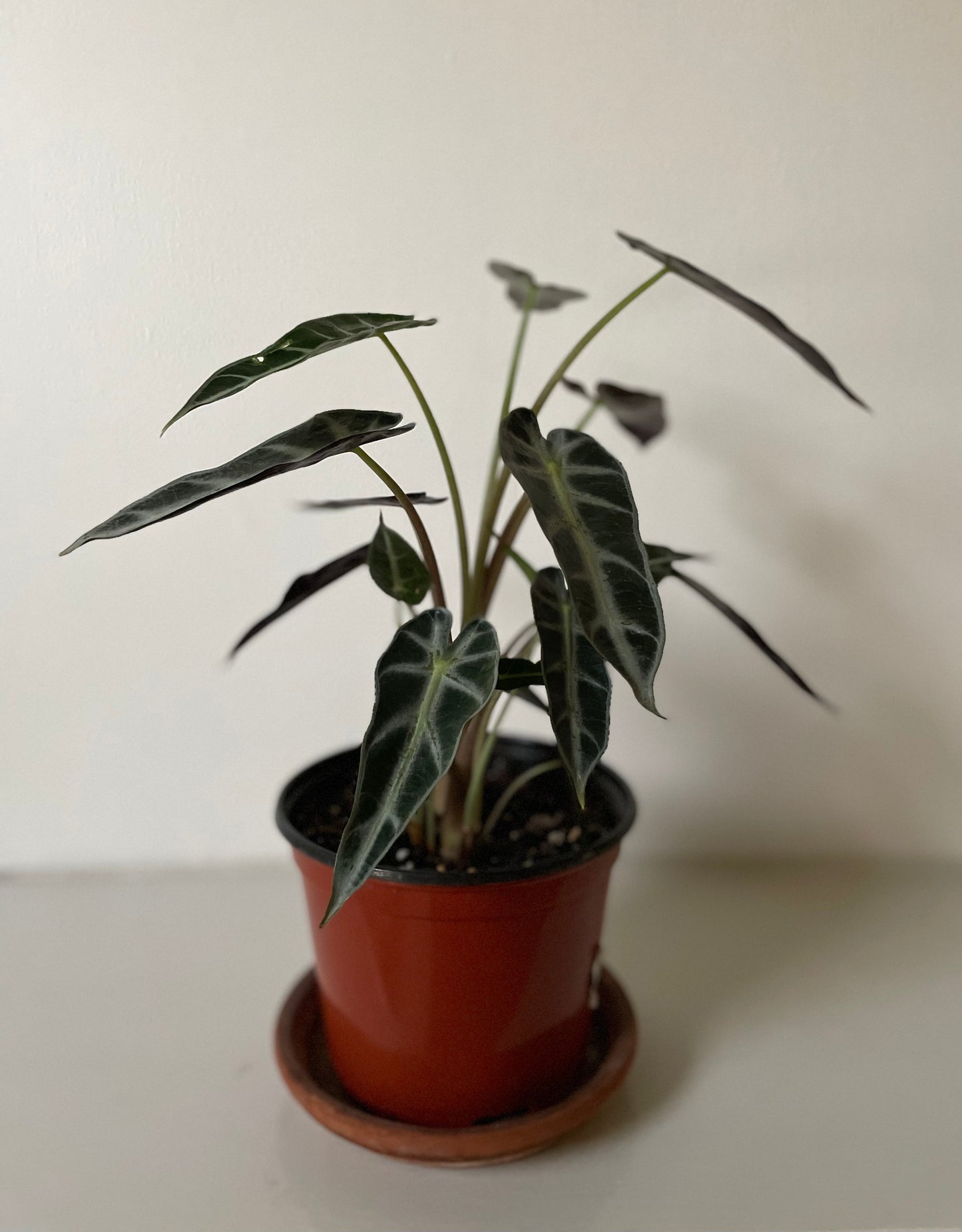 Alocasia Amazonica 'Bambino'