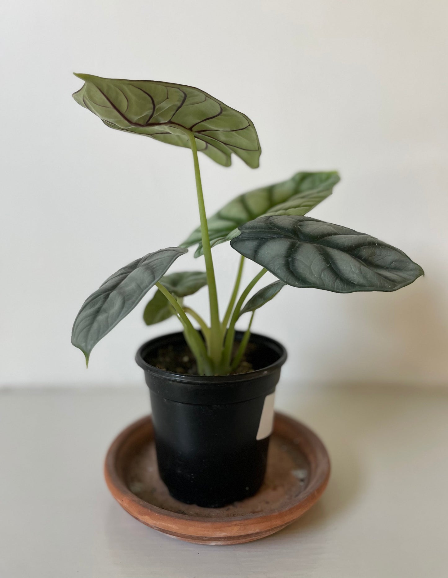 Alocasia Baginda ' Silver Dragon'