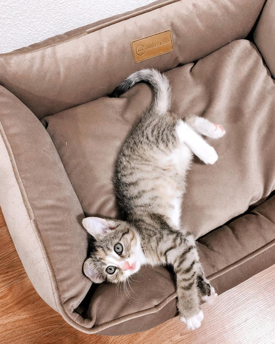 Dreamer Velvet Cat Bed