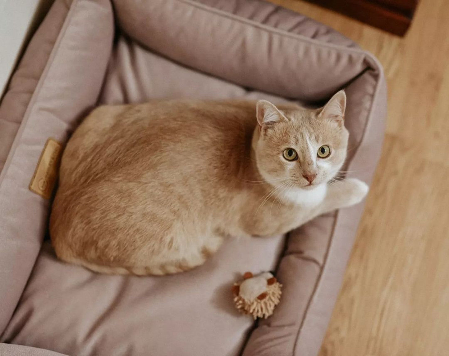 Dreamer Velvet Cat Bed