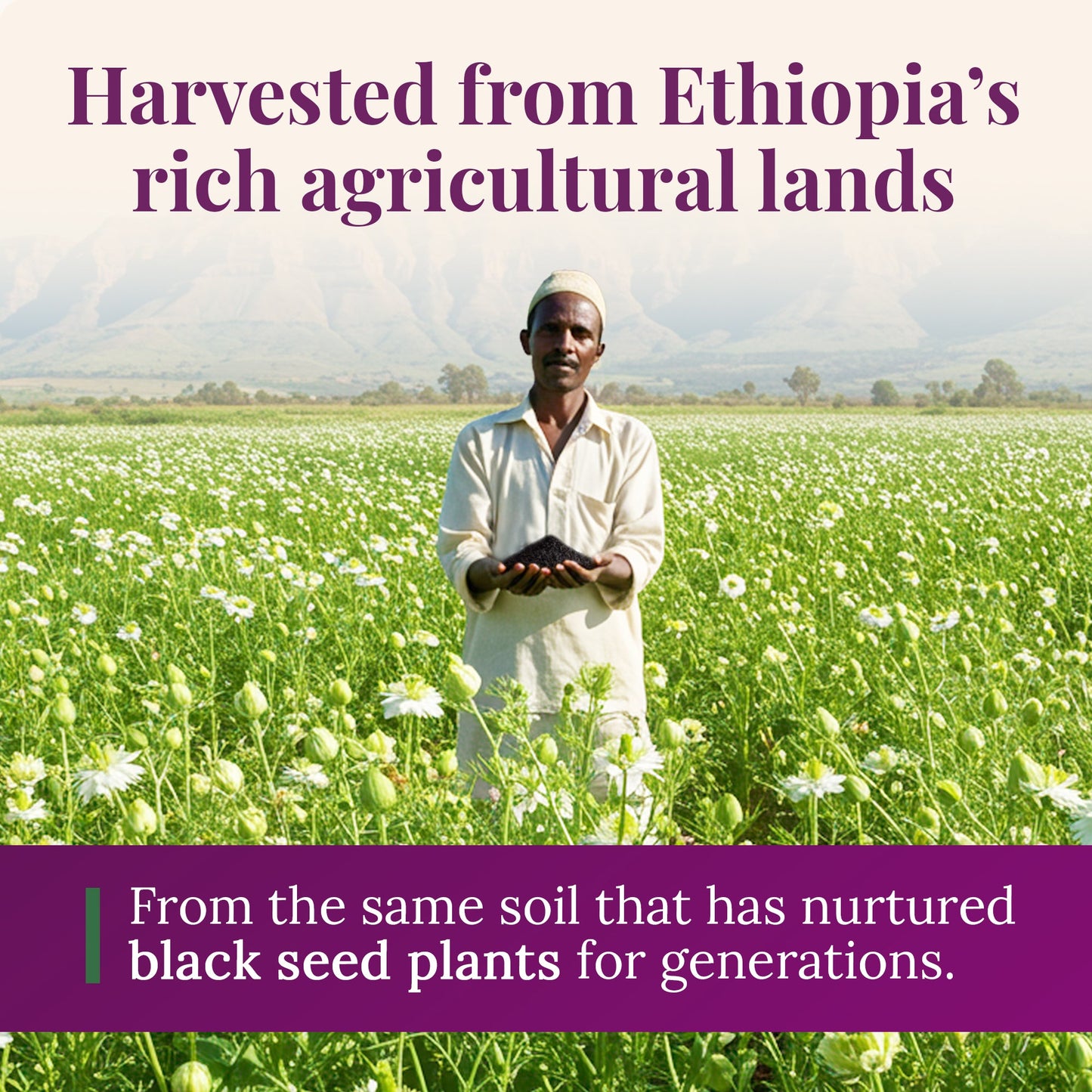 Ethiopian Black Seed Oil 5oz | Glass