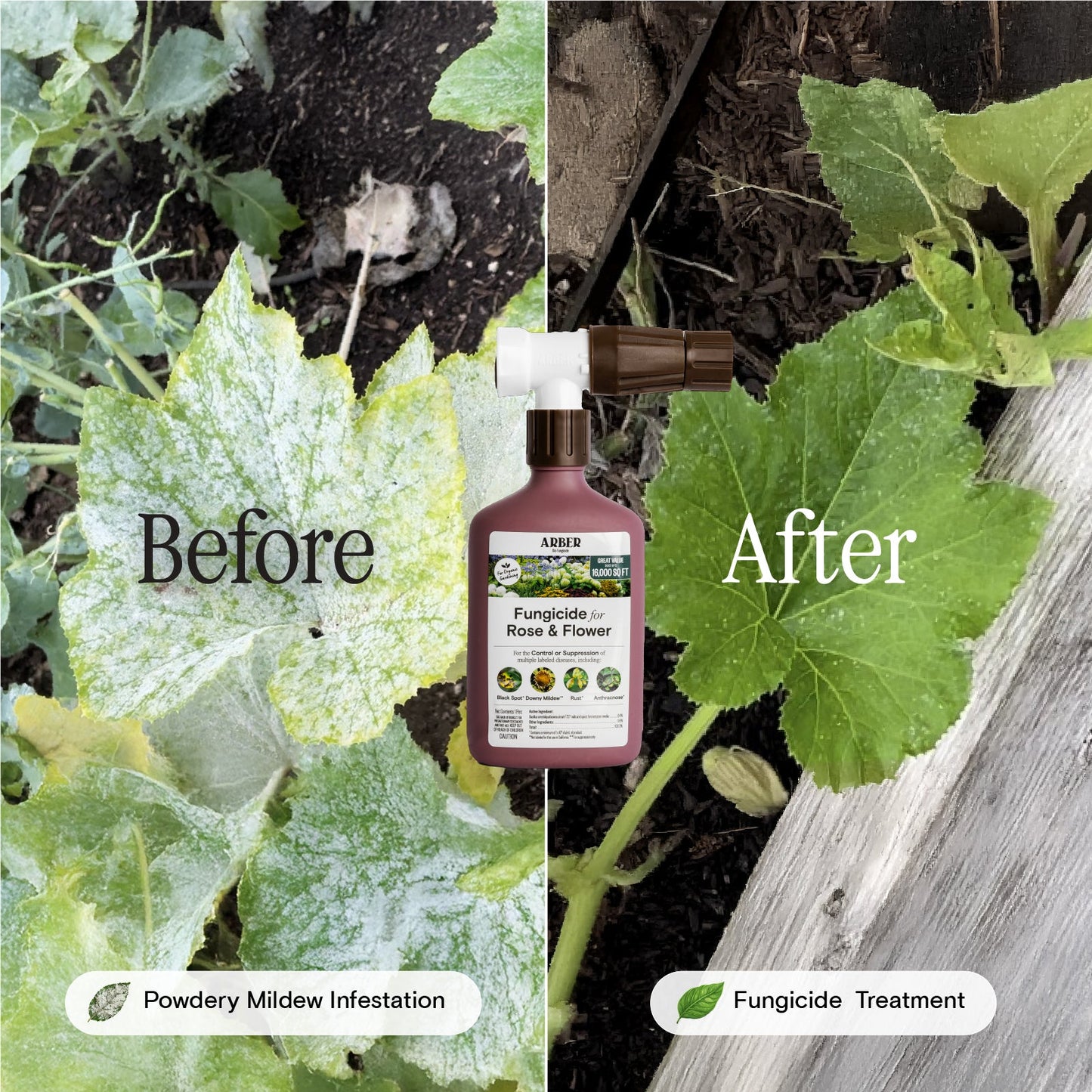 Organic Fungicide for Rose | Flower