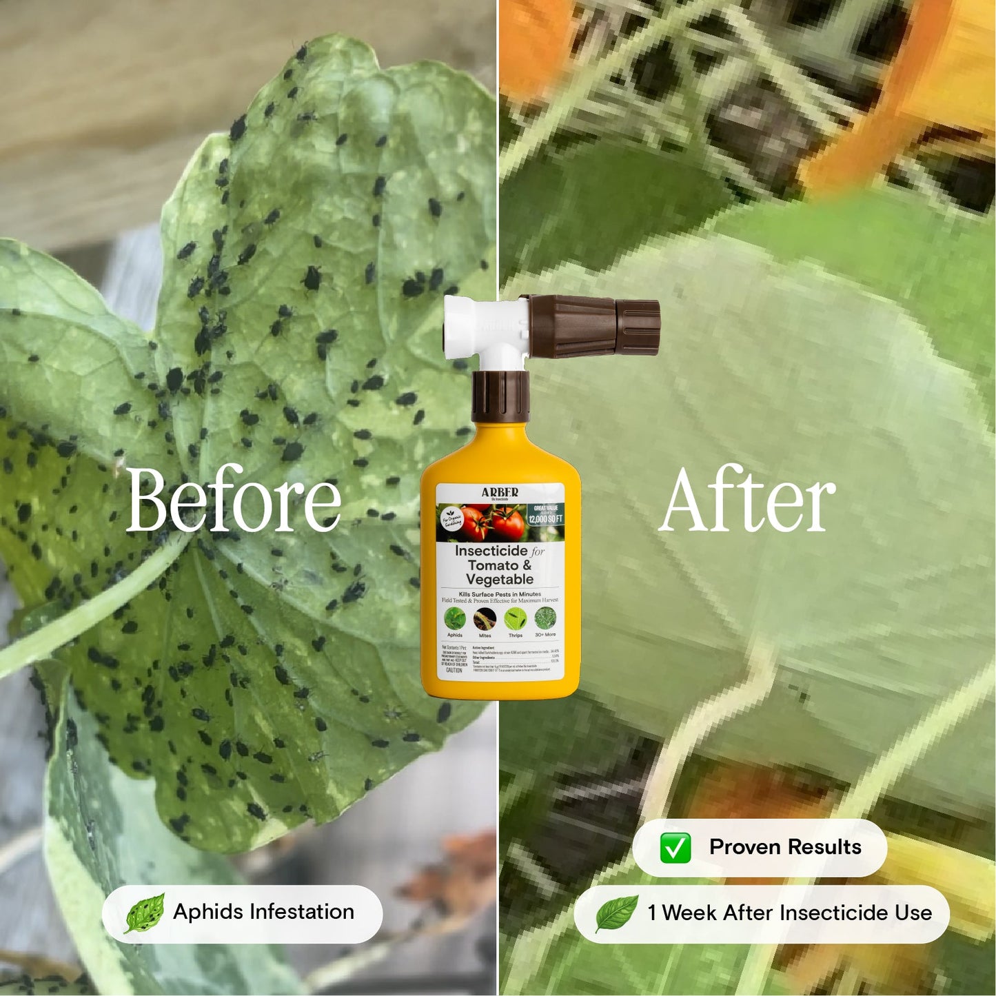 Organic Insecticide for Tomato | Vegetable