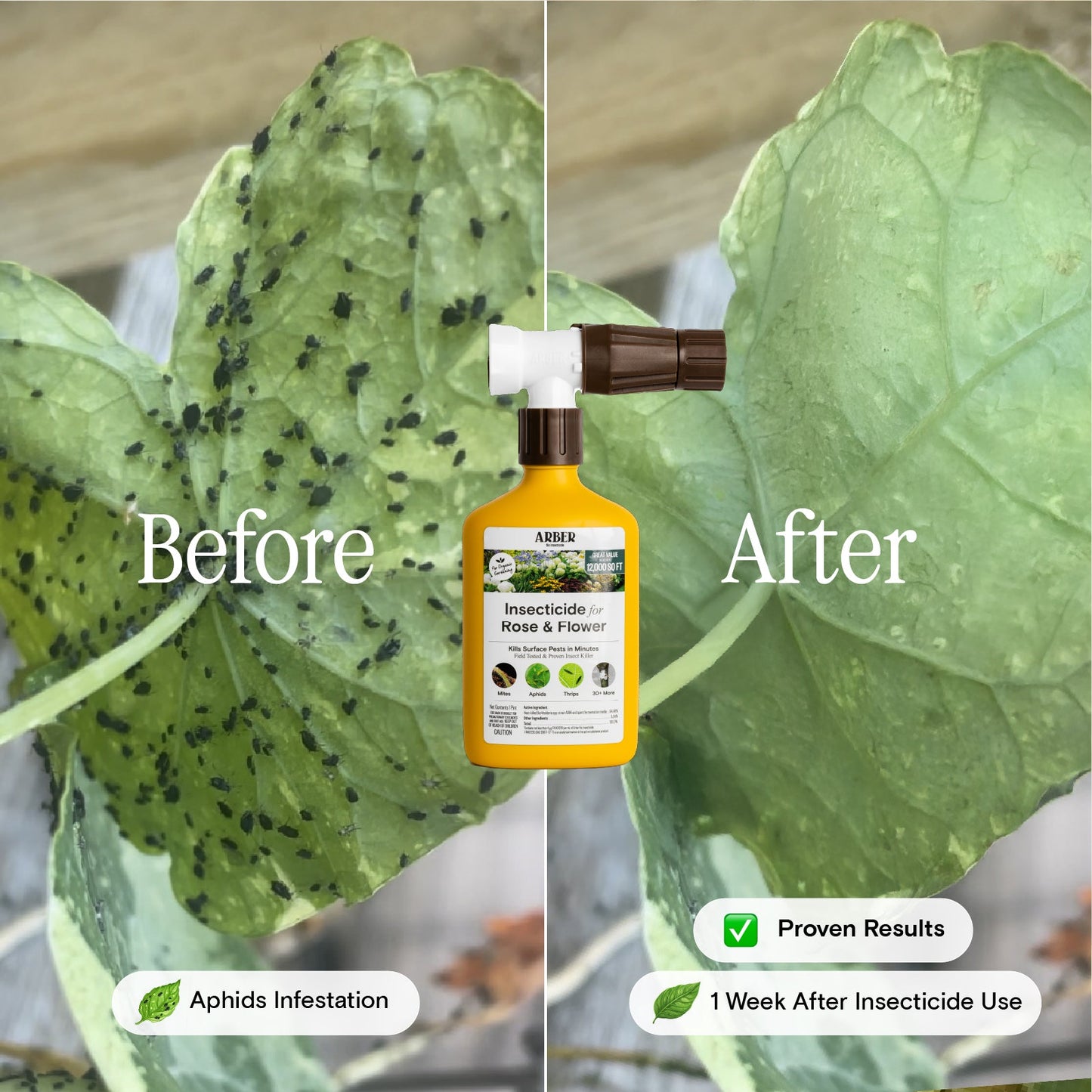 Organic Insecticide for Rose | Flower