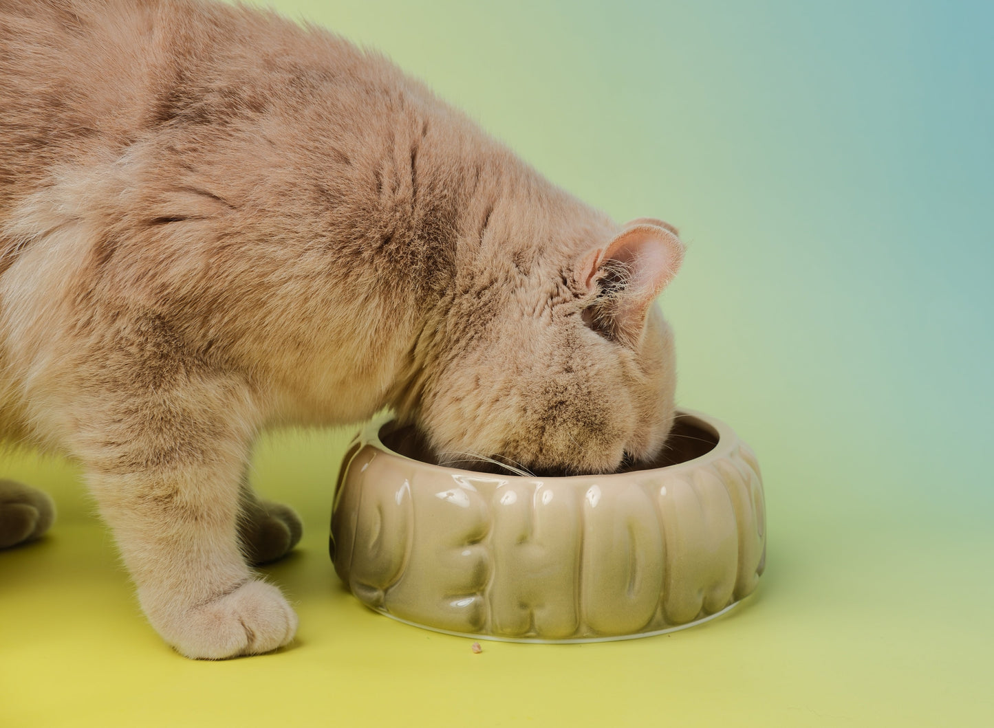 PEHOM | Puff Pet Bowl | Gradient Olive