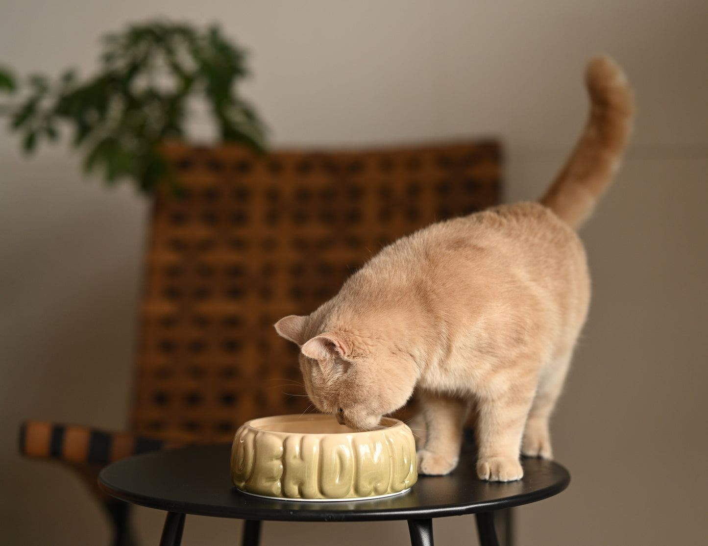 PEHOM | Puff Pet Bowl | Gradient Olive