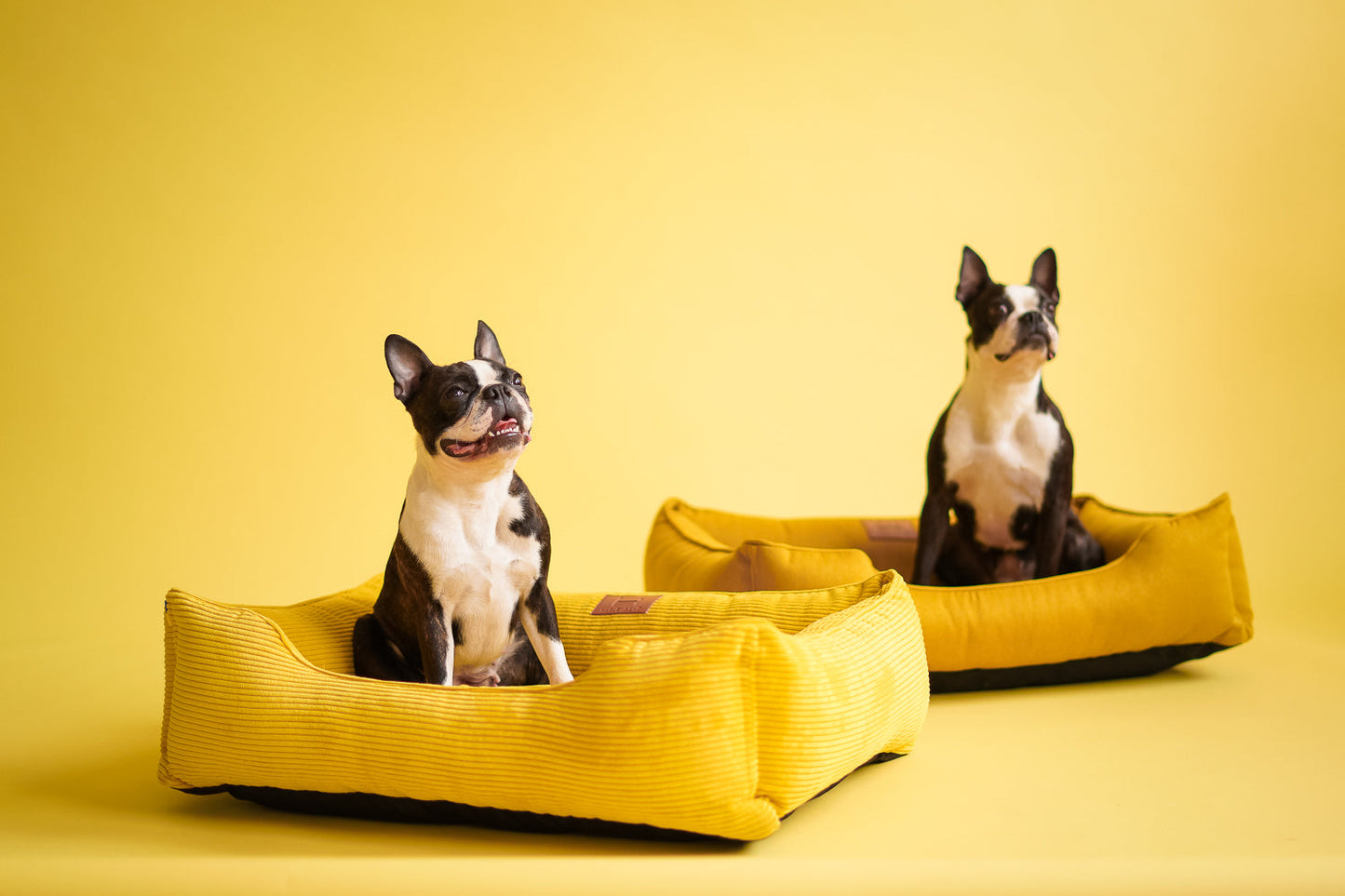 Dreamer Corduroy Dog Bed