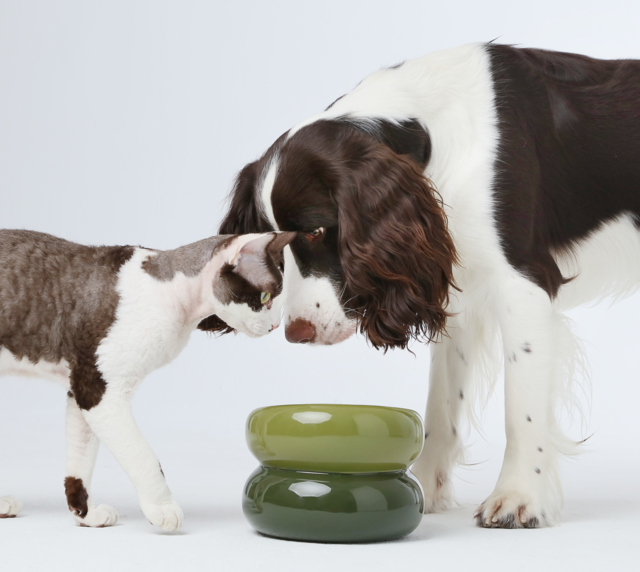 PEHOM | Soufflé Pet Bowl | Avocado Green