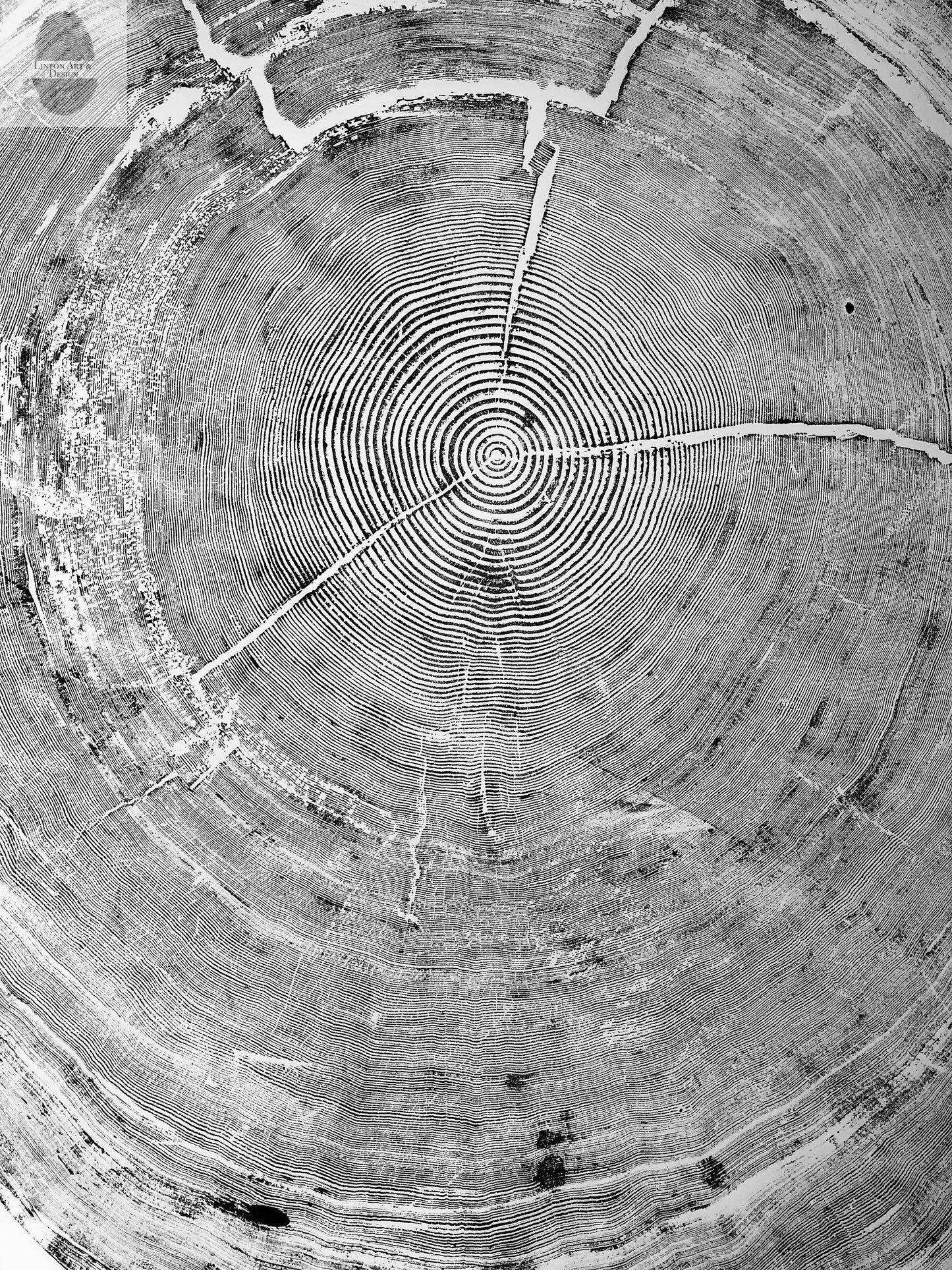 Hand-Pressed Sitka Spruce | Oregon Coast | Set of 3