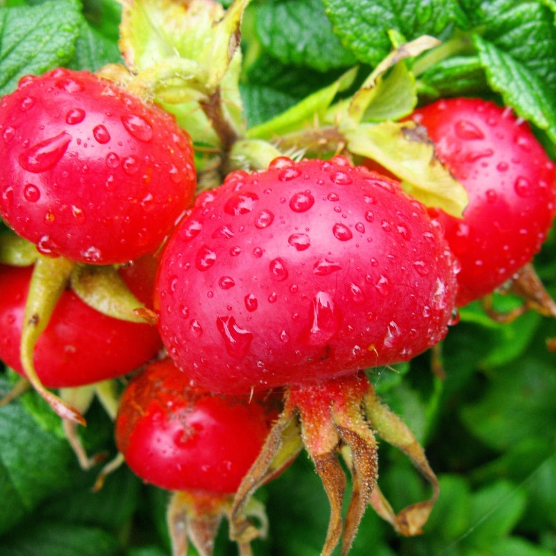 Rosehip Oil 100% Organic