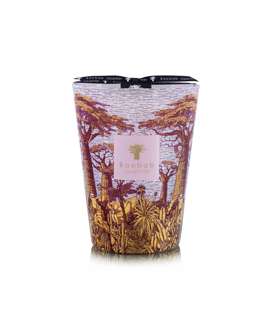 Baobab Collection | Massasso Sacred Trees Max 24 Candle