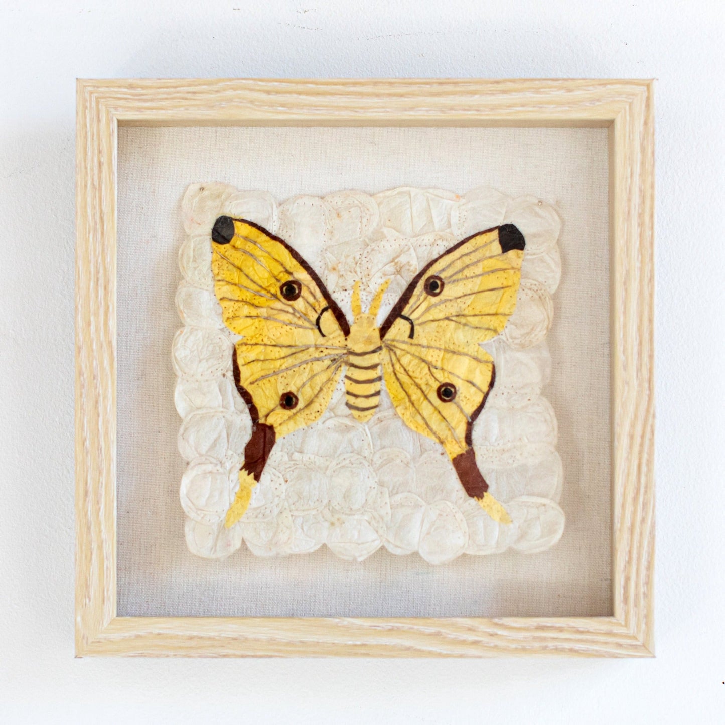 Mini Moth | Argema Mittrei