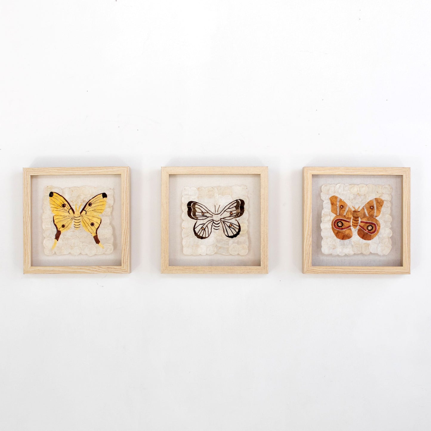 Mini Moth Set