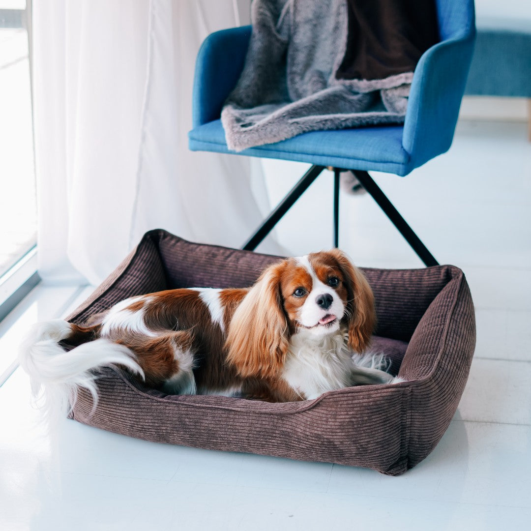 Dreamer Corduroy Dog Bed
