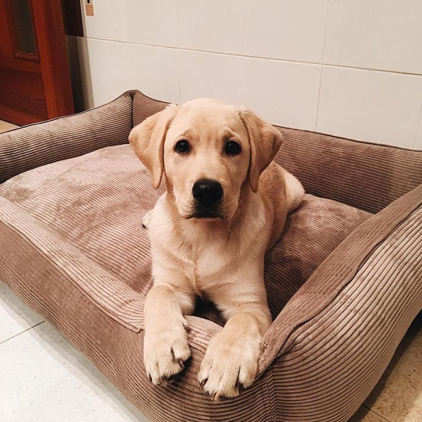 Dreamer Corduroy Dog Bed