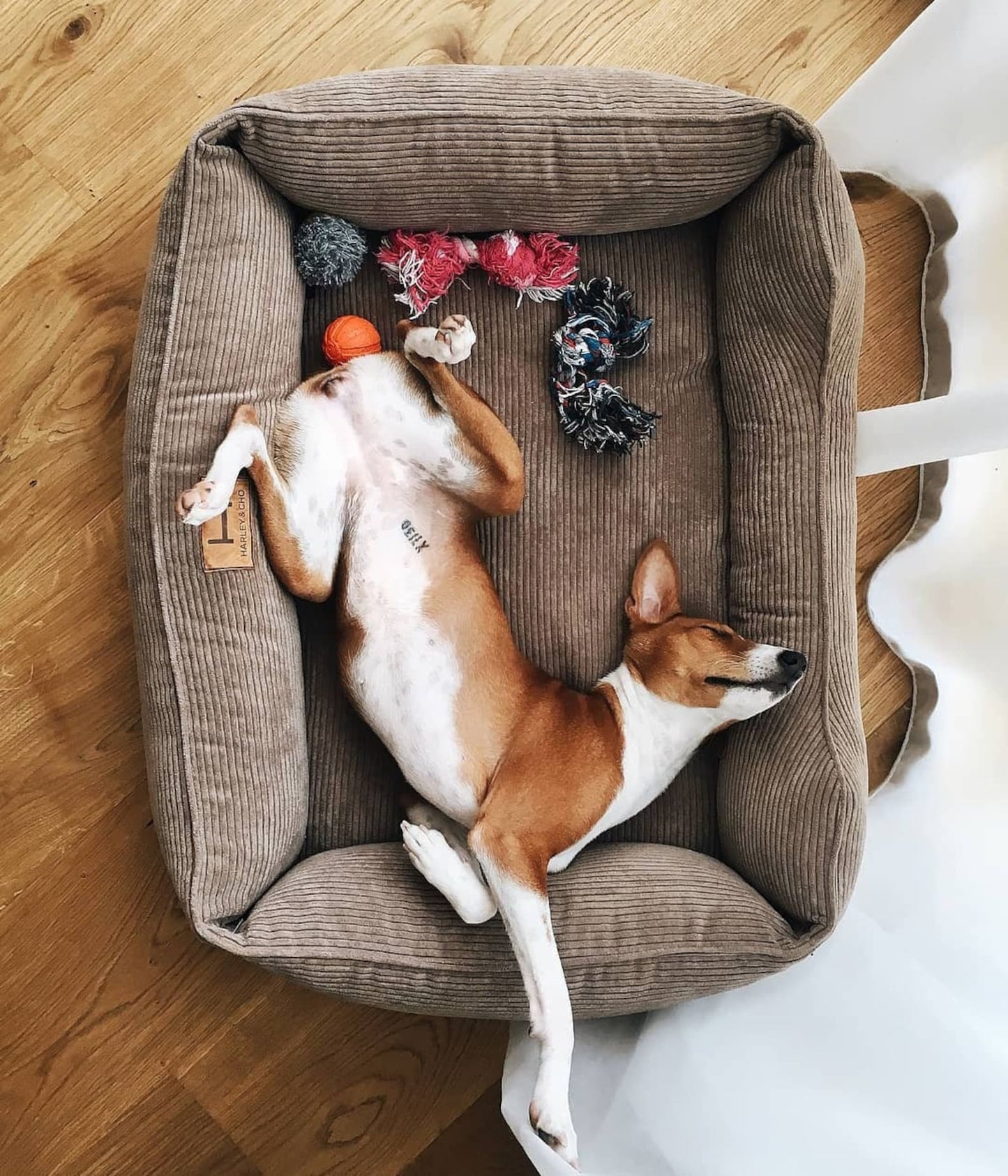 Dreamer Corduroy Dog Bed