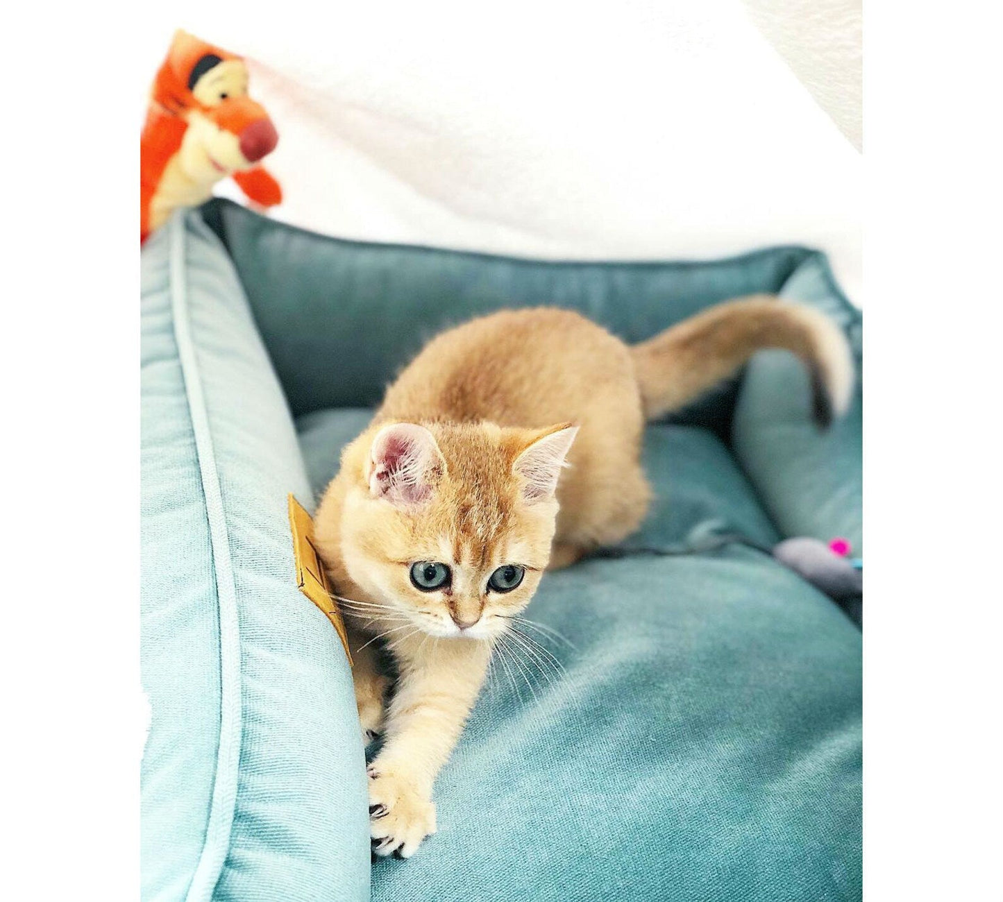 Dreamer Velvet Cat Bed