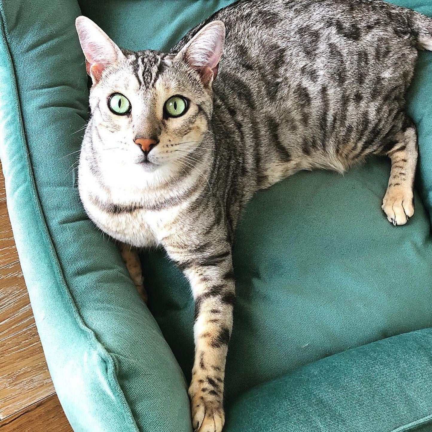 Dreamer Velvet Cat Bed