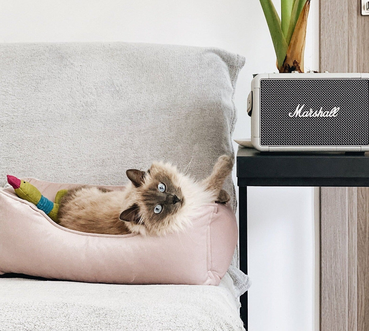 Dreamer Velvet Cat Bed