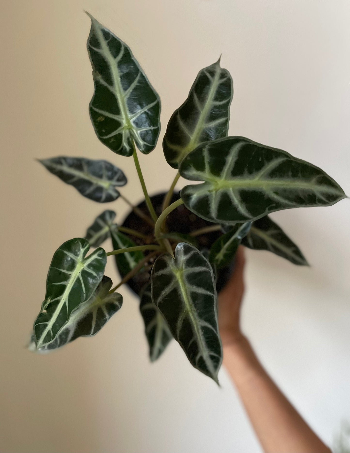 Alocasia Amazonica 'Bambino'