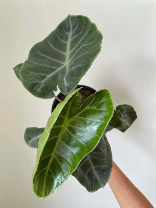 'Pink Dragon' Alocasia
