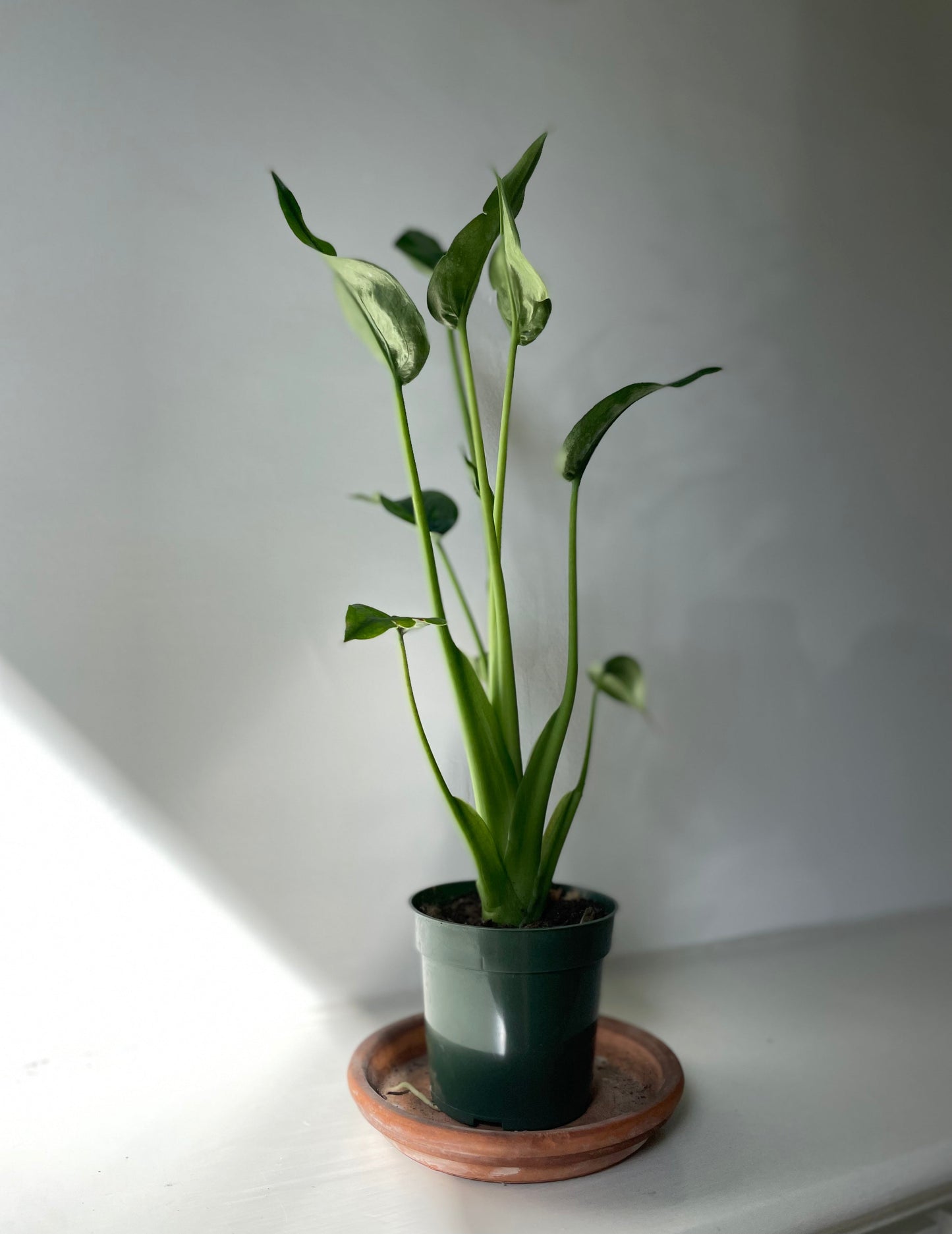 Alocascia 'Tiny Dancer'