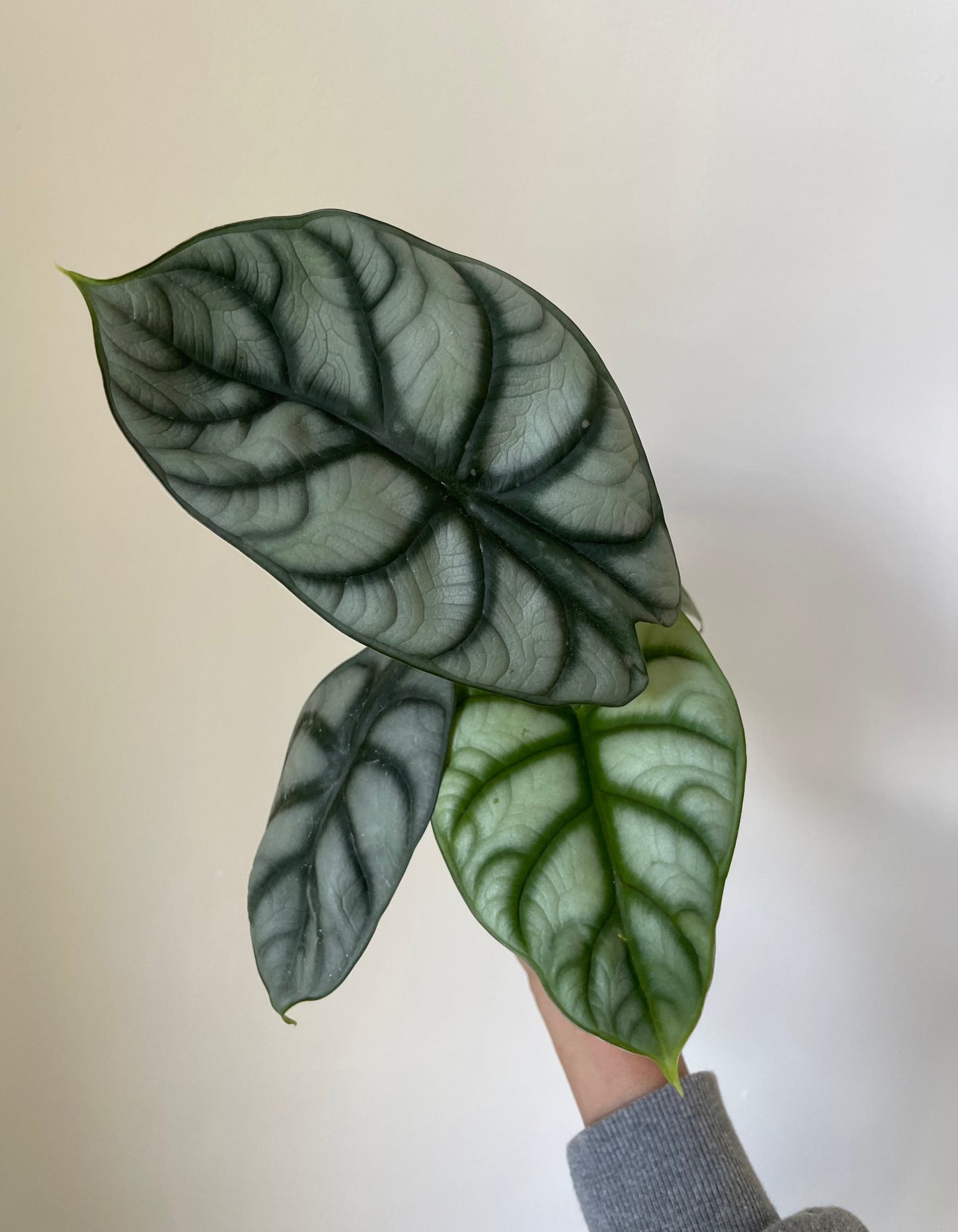 Alocasia Baginda ' Silver Dragon'