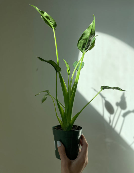 Alocascia 'Tiny Dancer'