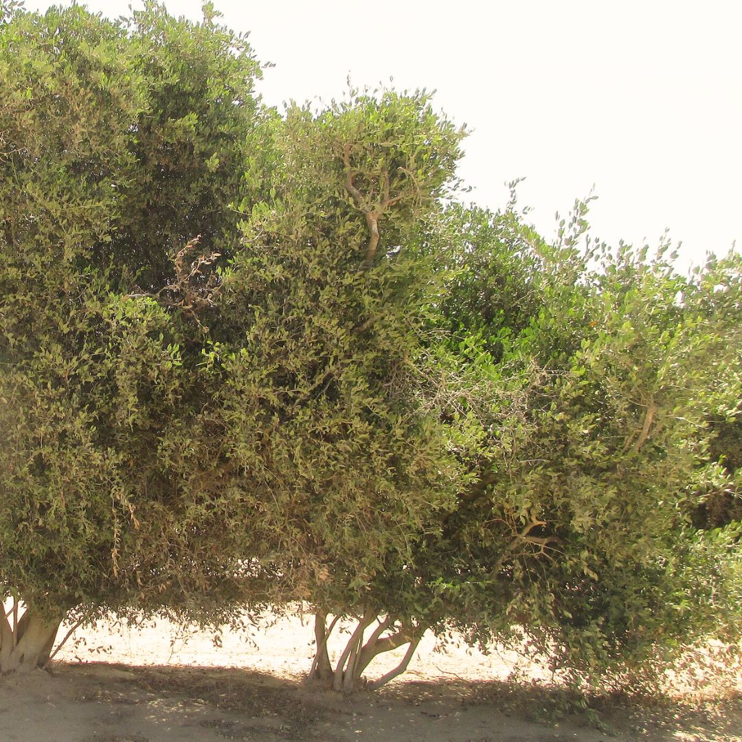 Santal + Jojoba Oil 100% Organic