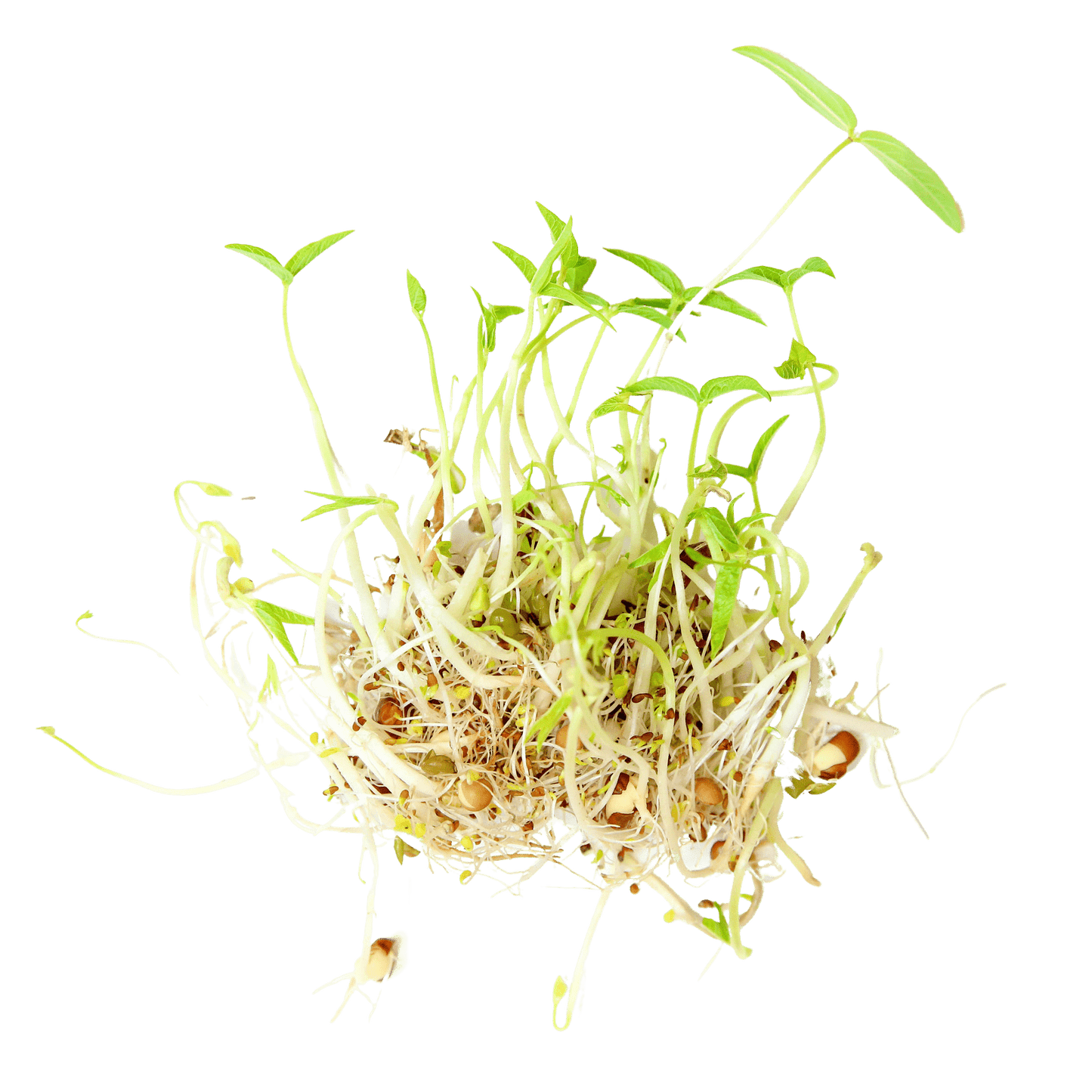 Organic Beans + Greens Sprouting Seed