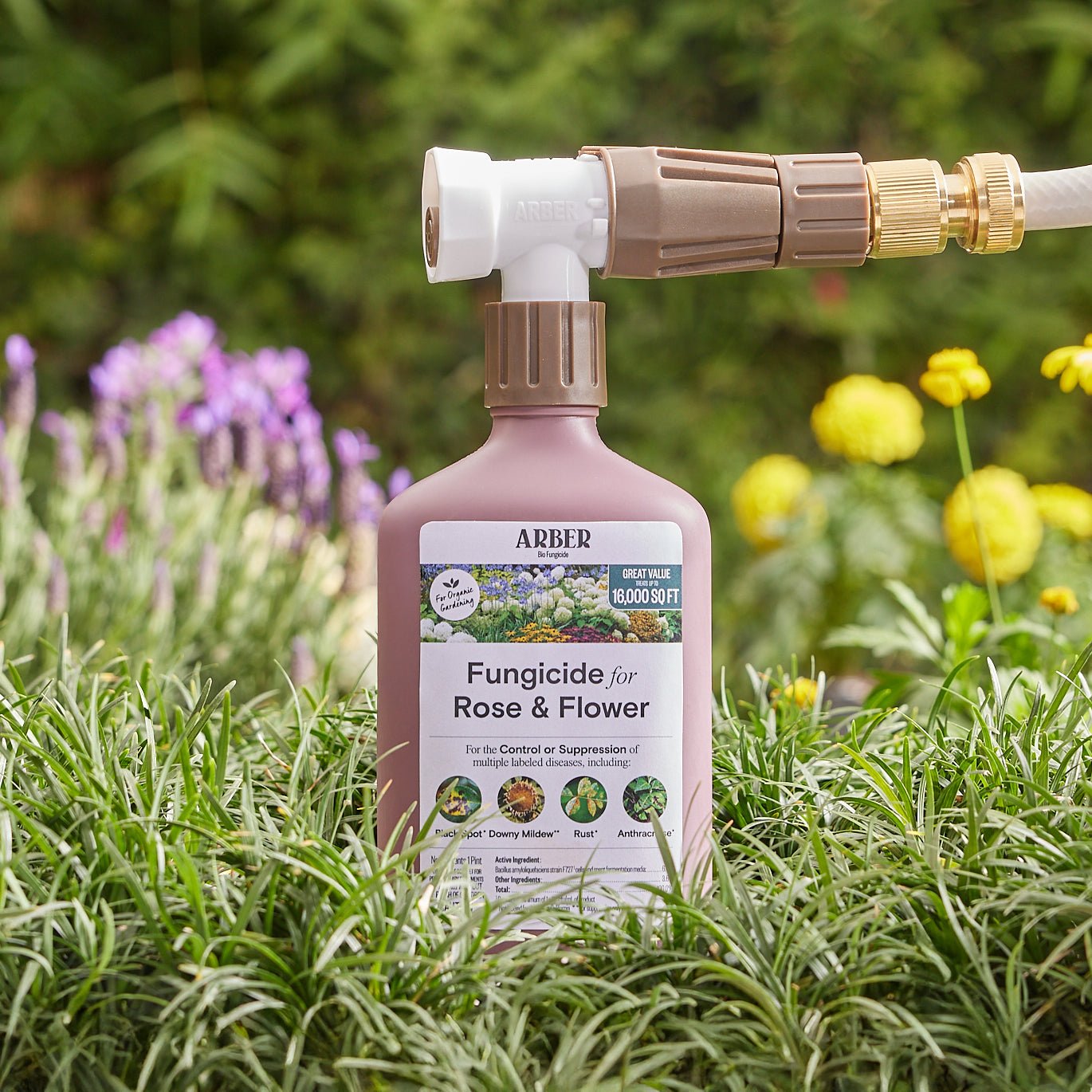 Organic Fungicide for Rose | Flower