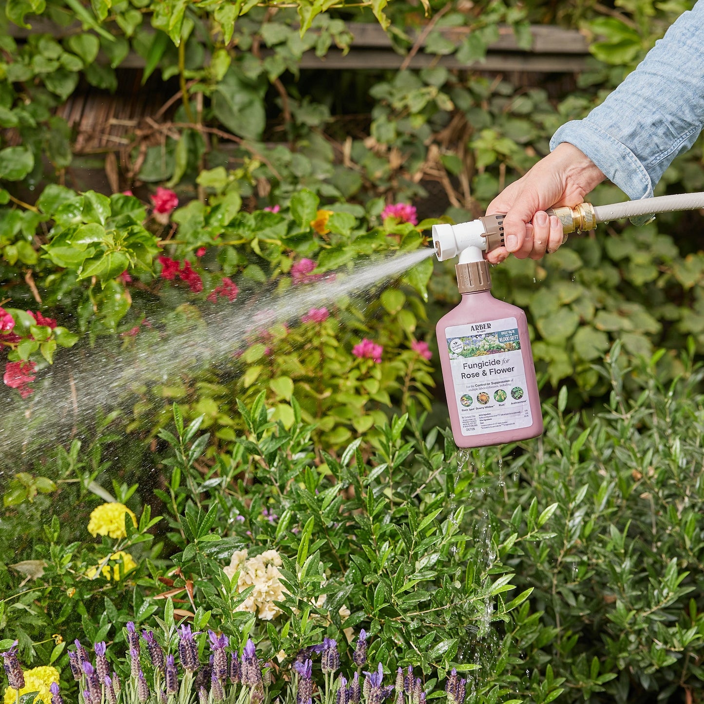 Organic Fungicide for Rose | Flower