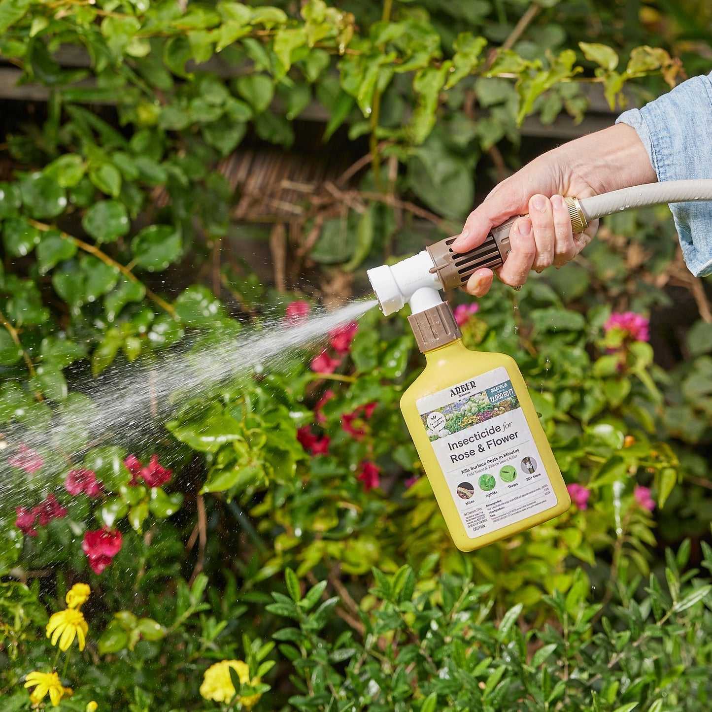 Organic Insecticide for Rose | Flower