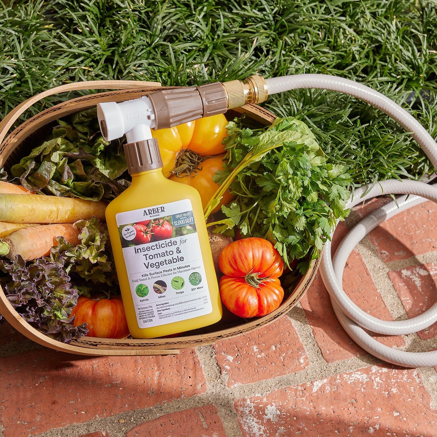 Organic Insecticide for Tomato | Vegetable