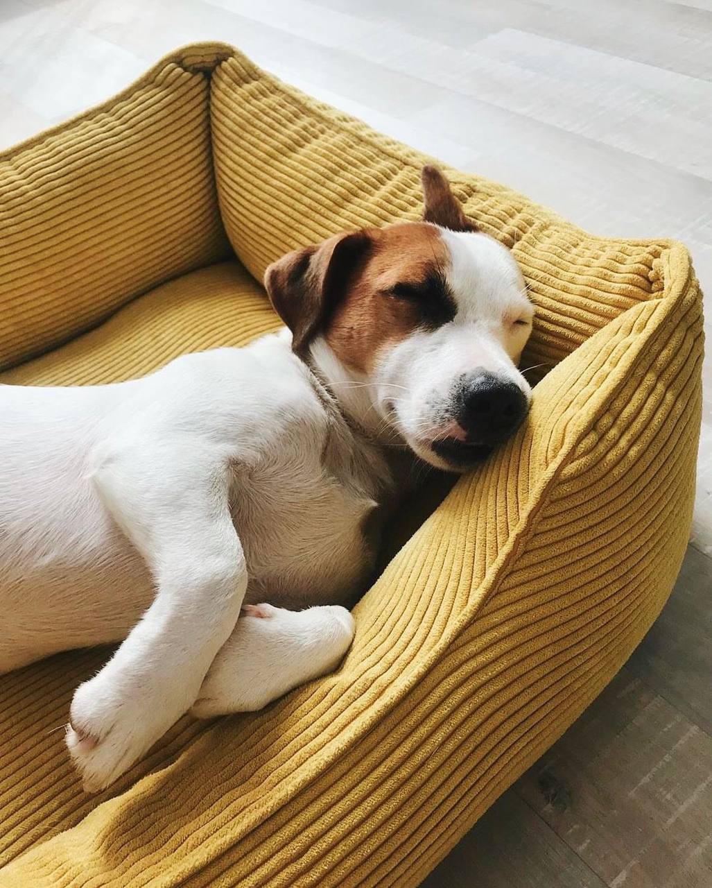 Dreamer Corduroy Dog Bed