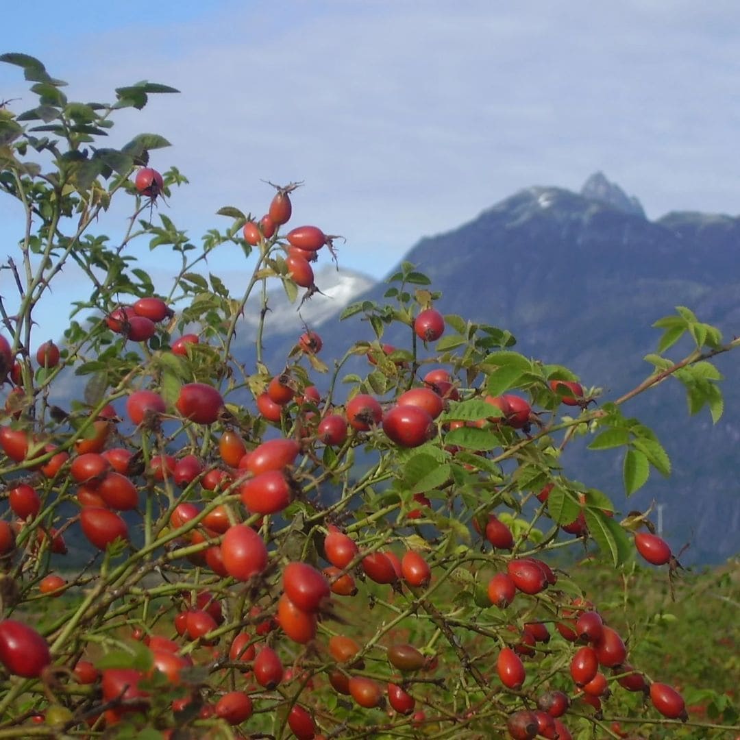 Rosehip Oil 100% Organic