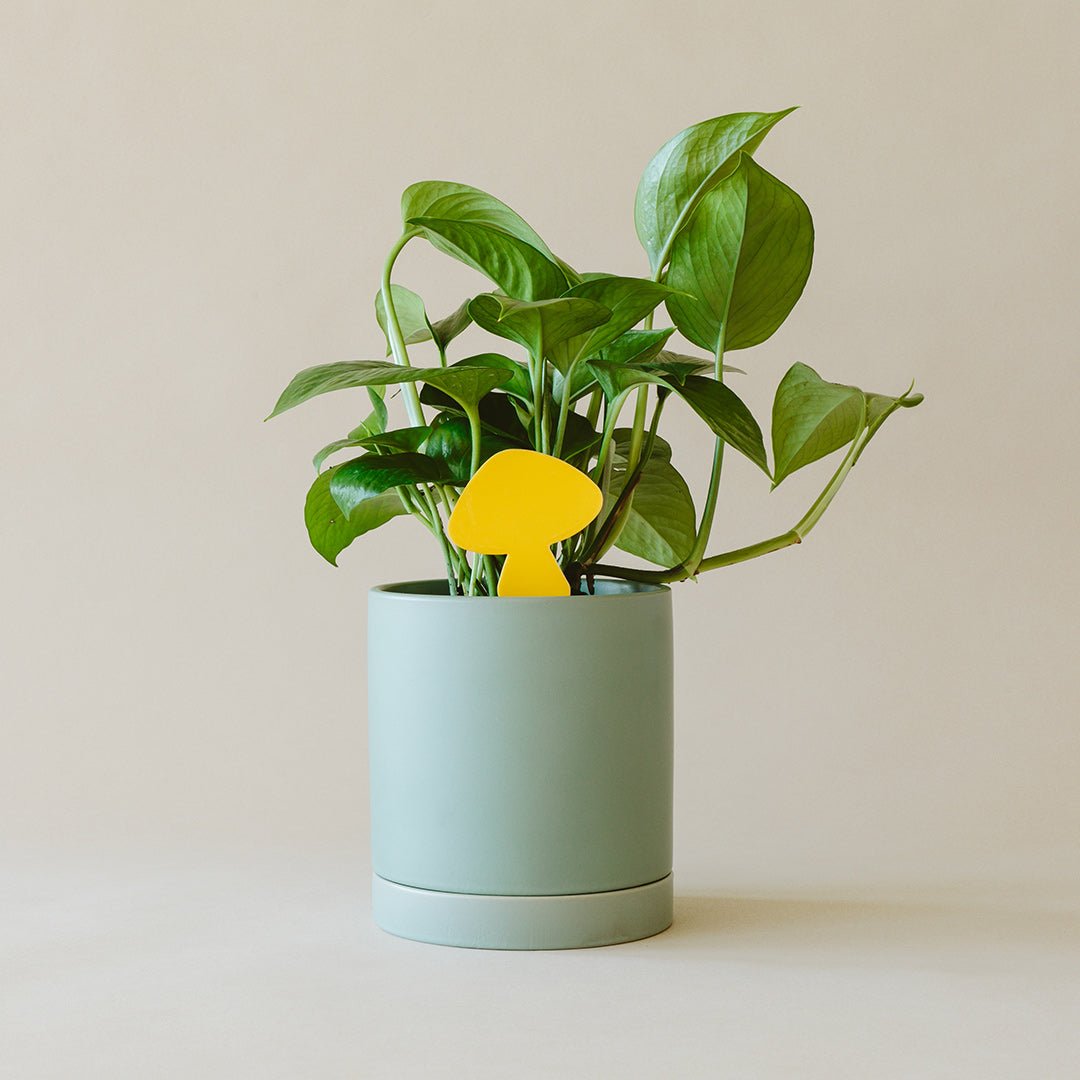 Sticky Traps for Plant Pests