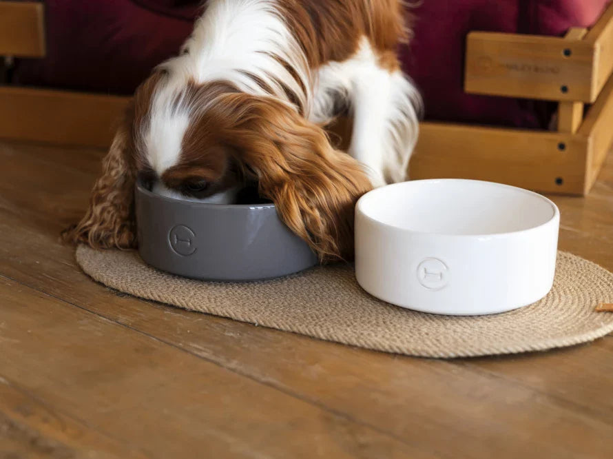 Harley & Cho | Ceramic Pet Bowl | Medium